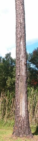 File:Lightning scar 0009.jpg