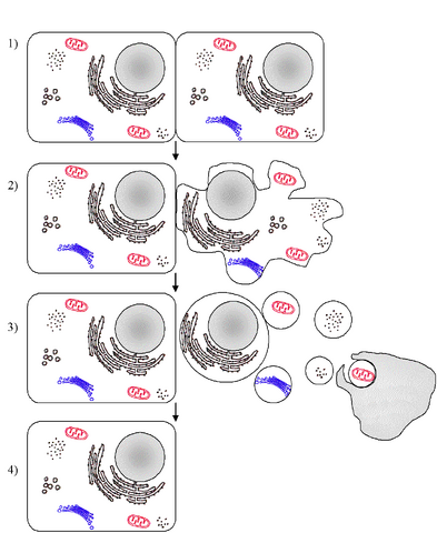 File:Apoptosis-blank.png