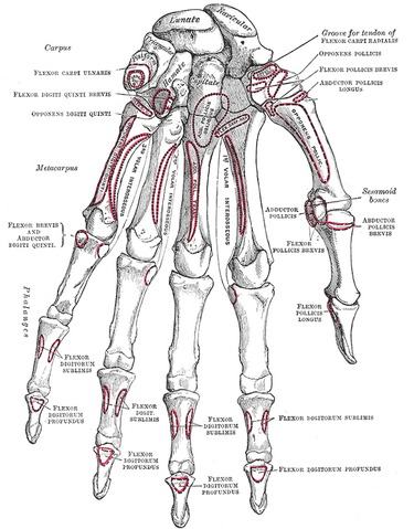 File:Gray219.png