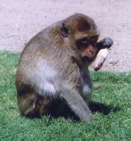 File:Crab Eating Macaque.jpg
