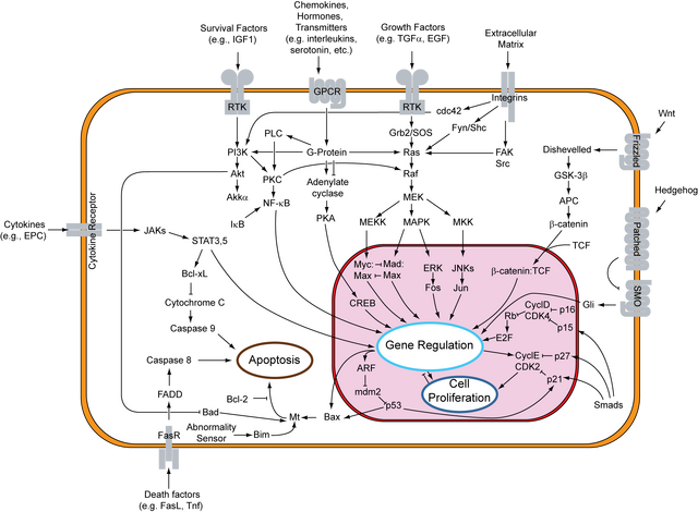 File:Signal transduction v1.png