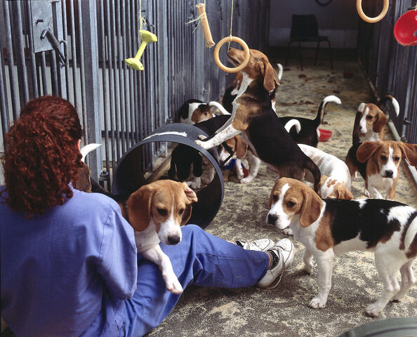File:Dogs6CCcopy.jpg