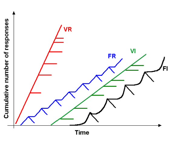 File:Schedule of reinforcement.gif