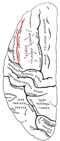 File:Gray725 interior frontal sulcus.png