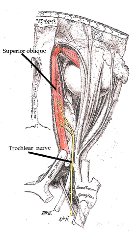 File:Trochlear nerve.png