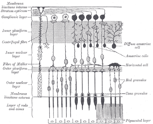 File:Gray882.png