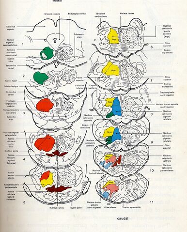 File:Reticulah.jpg