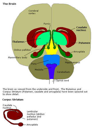 File:Constudoverbrain.gif