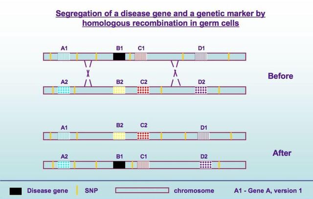 File:Disease gene segregation.jpg