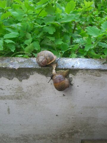 File:Snail mating.jpg