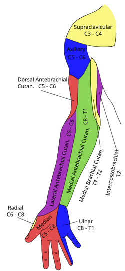 Lateral Cutaneous Nerve Of Forearm Psychology Wiki Fandom Powered