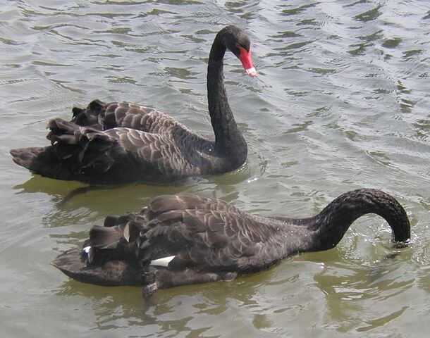 File:Black.swans.slimb.750pix.jpg