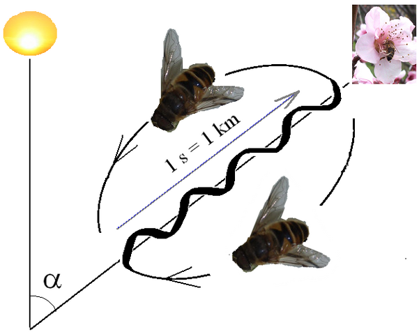 File:Bee dance.png