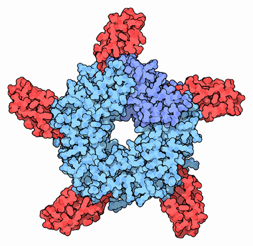File:Acethylcholine receptor blocked by cobra venom.png