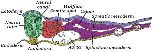 File:Image19.png