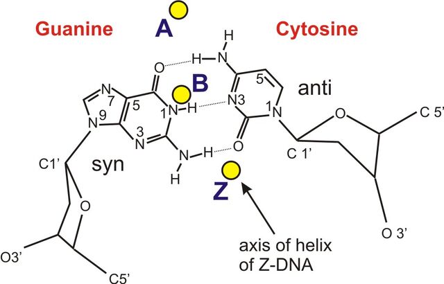File:B&Z&A DNA formula.jpg
