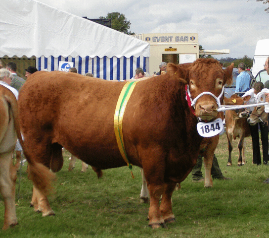 File:BuckinghamshireCo.show.2006.gif