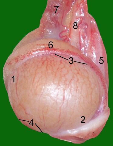 File:Testicle-cat.jpg