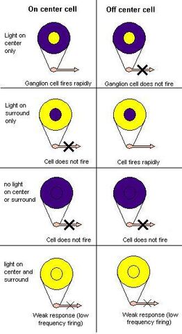 File:Receptive field.jpg