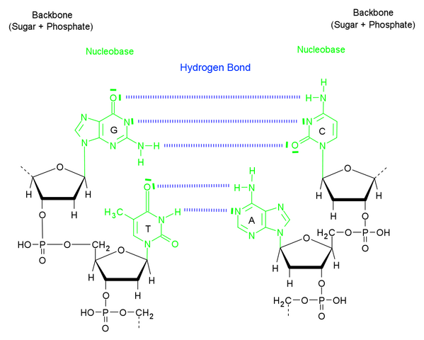 File:DNAbasePairing2.png