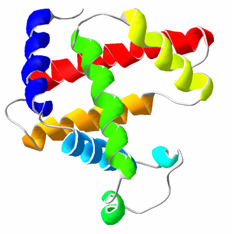 File:Myoglobin.png