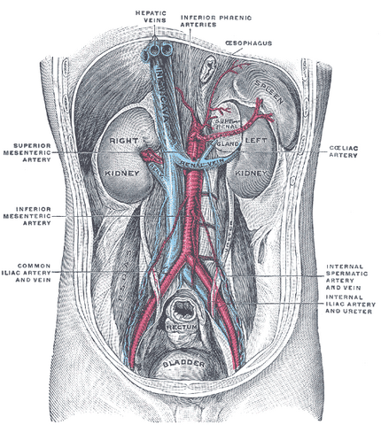 File:Gray1121.png