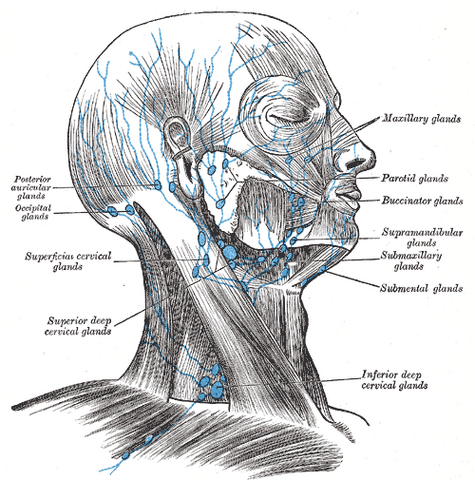 File:Gray602.png