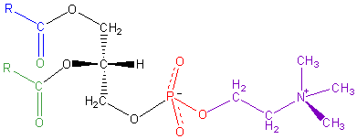 File:Phosphatidyl-Choline.png