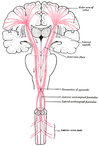 File:Gray764.png