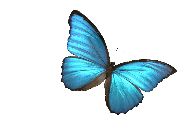 File:Blue Morpho.gif