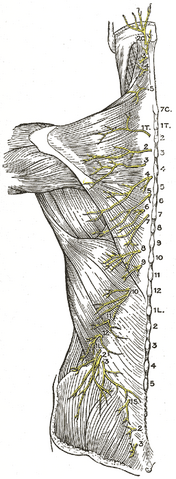 File:Gray801.png