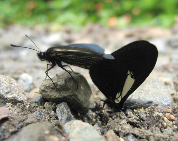File:DirkvdM copulating black butterflies.jpg