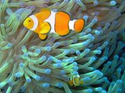 Common clownfish curves dnsmpl