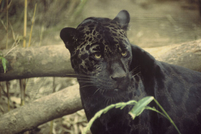 File:Black jaguar.jpg