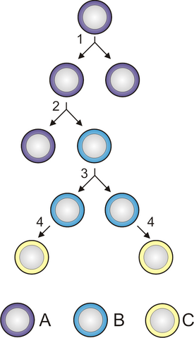 File:Stem cells2.png