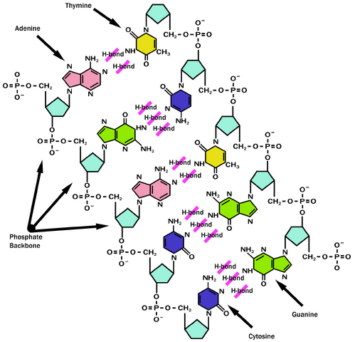 File:DNA-labels.png