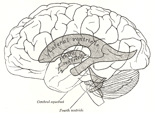 mathematical table latest Psychology powered  Wiki   FANDOM ventricles by  Cerebral