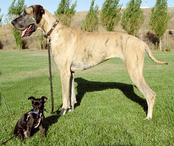 File:IMG013biglittledogFX wb.jpg