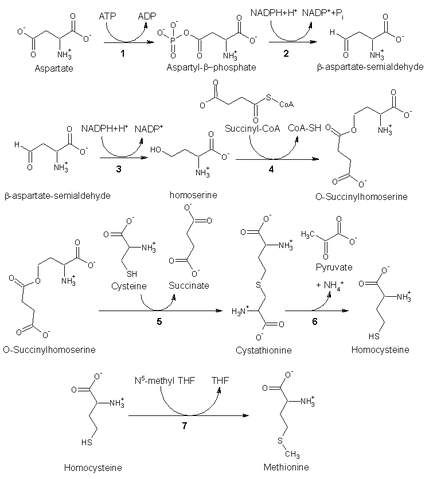 File:Met biosynthesis.gif