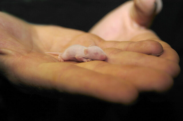 File:Mus musculus muizenjong 1280.jpg