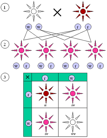 File:Mendelian inheritance 1 2 1.png