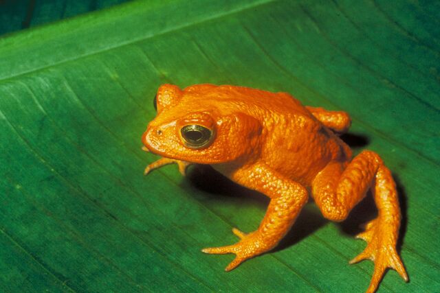 File:Bufo periglenes1.jpg