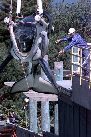 File:Keiko-weighing.jpg