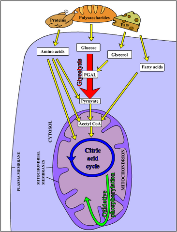 File:Metabolism1.png