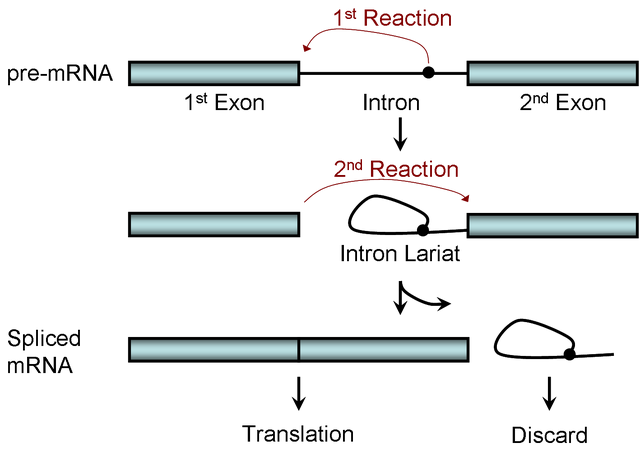 File:Two-step Splicing Reaction.png