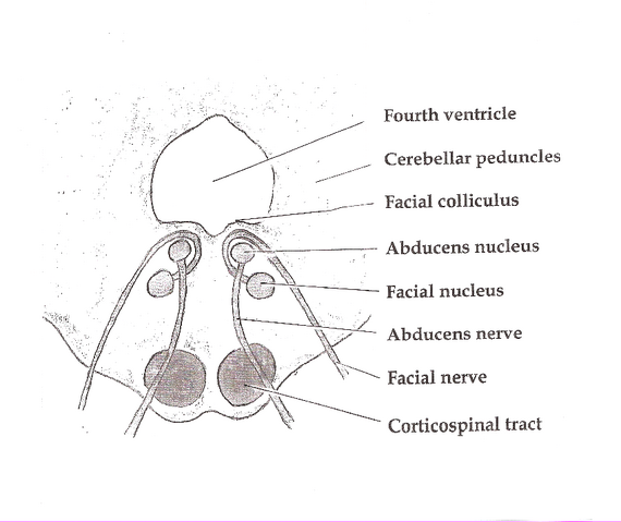 File:Brainstem Abducens.png