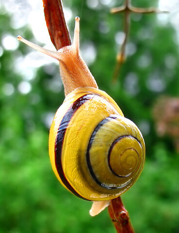 File:Snail-WA edit02.jpg