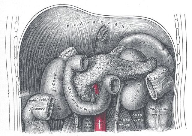 File:Pancreas.jpg