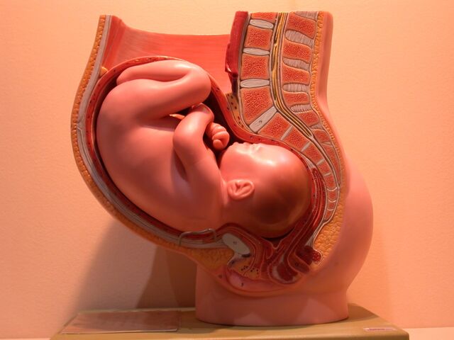 File:PregnancyAnatomicalModel.jpg