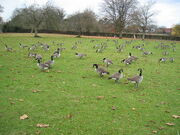 Flock of Canada geese